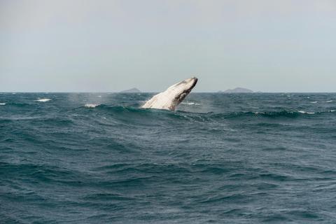 Wilsons Promontory Whale Watching Cruise