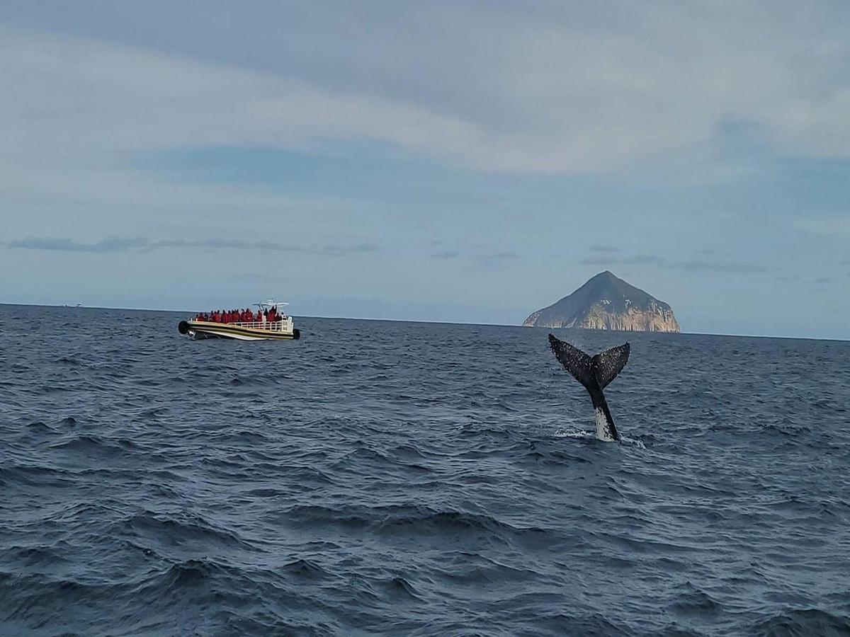 Wanderer adventures whale watching