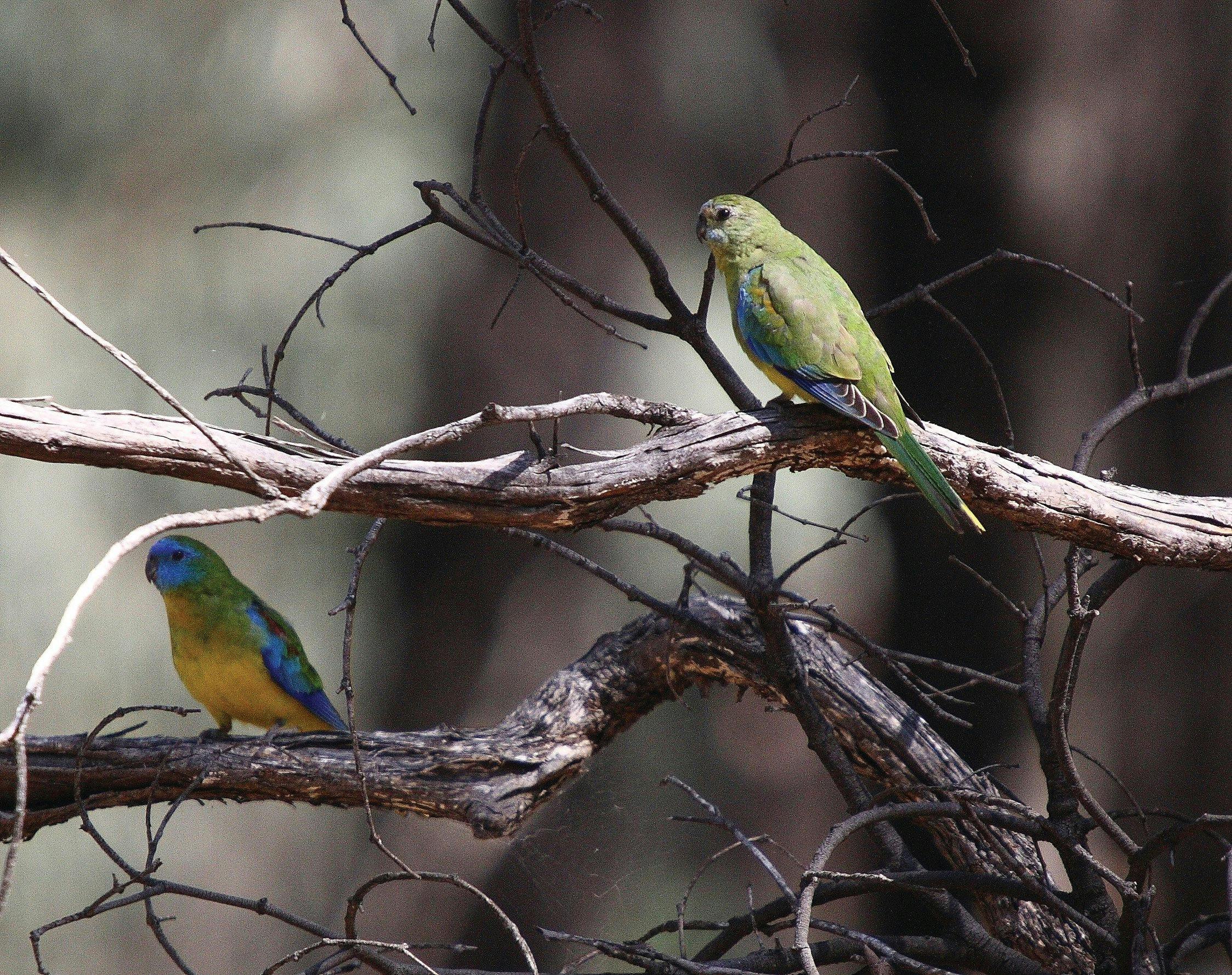 Warby-Ovens National Park