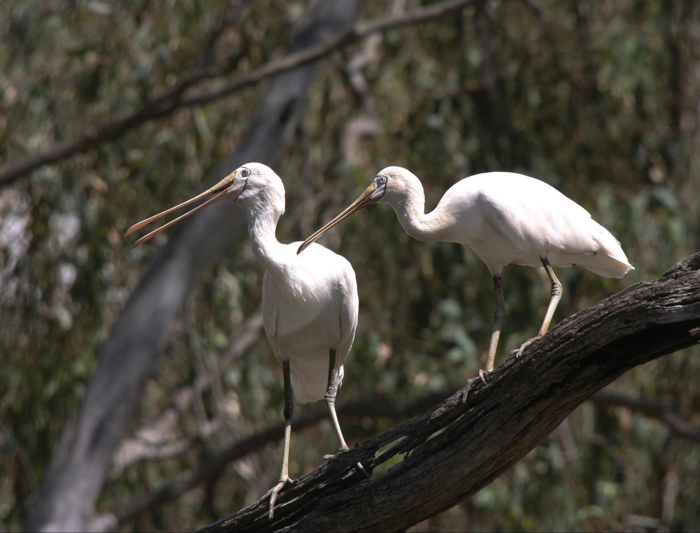 Warby-Ovens National Park
