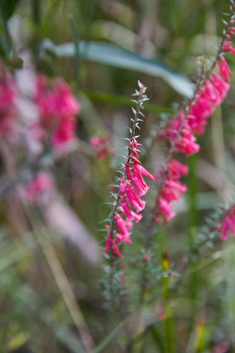 Warawee Circuit Walk to  Trigger Plant Track