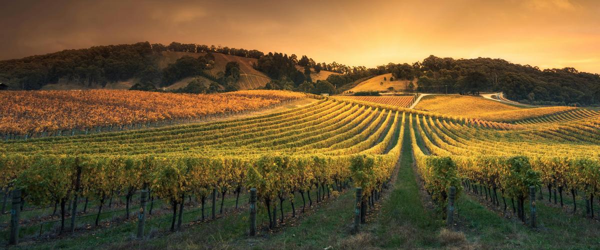 Winery view