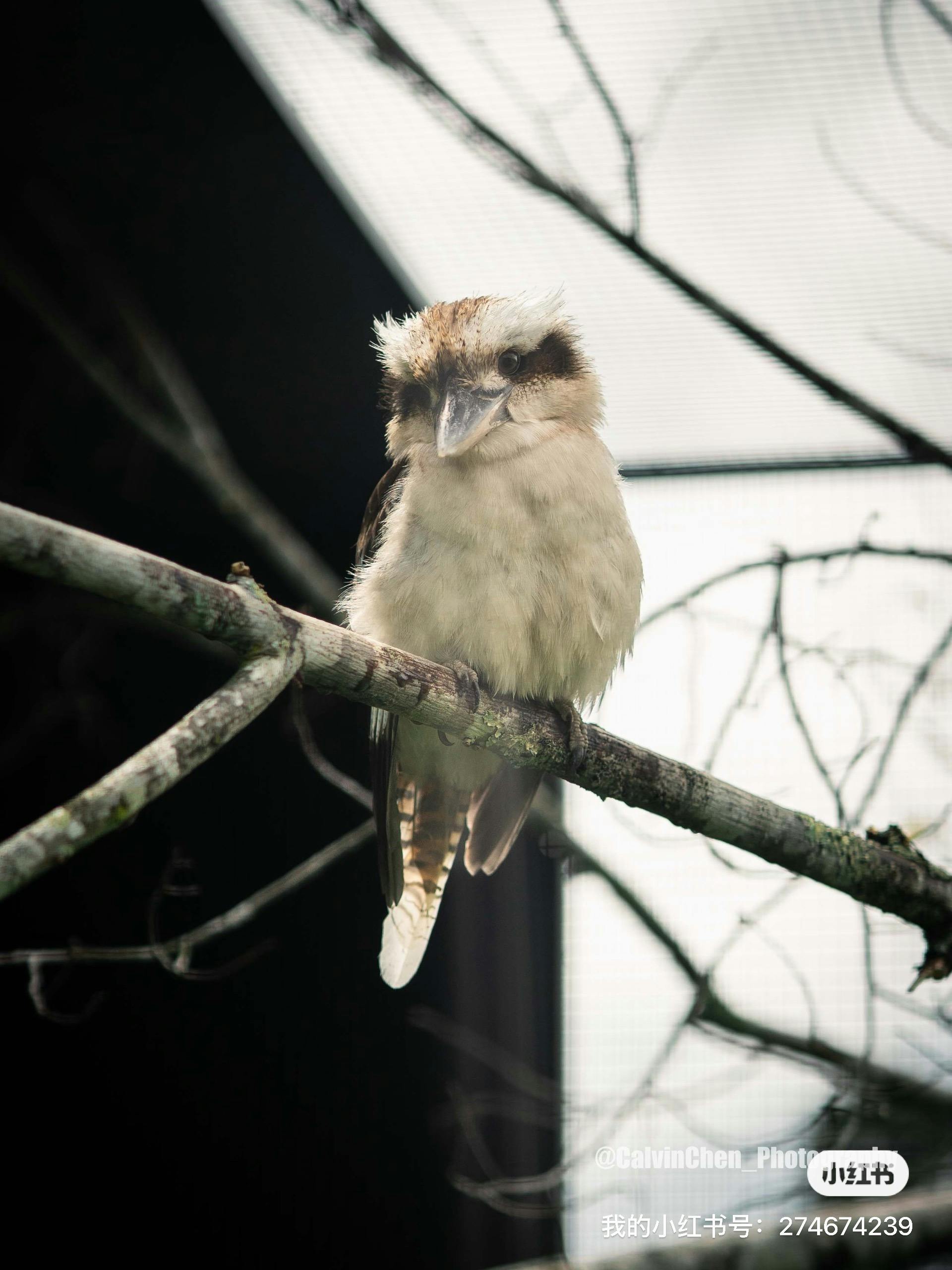A kookaburra sits on a tree branch
