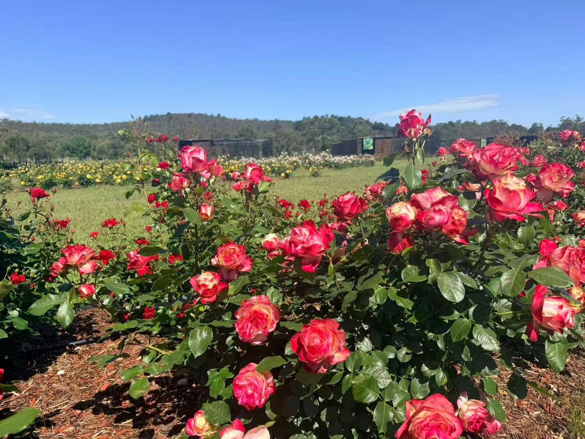 A landscape of red and yellow roses