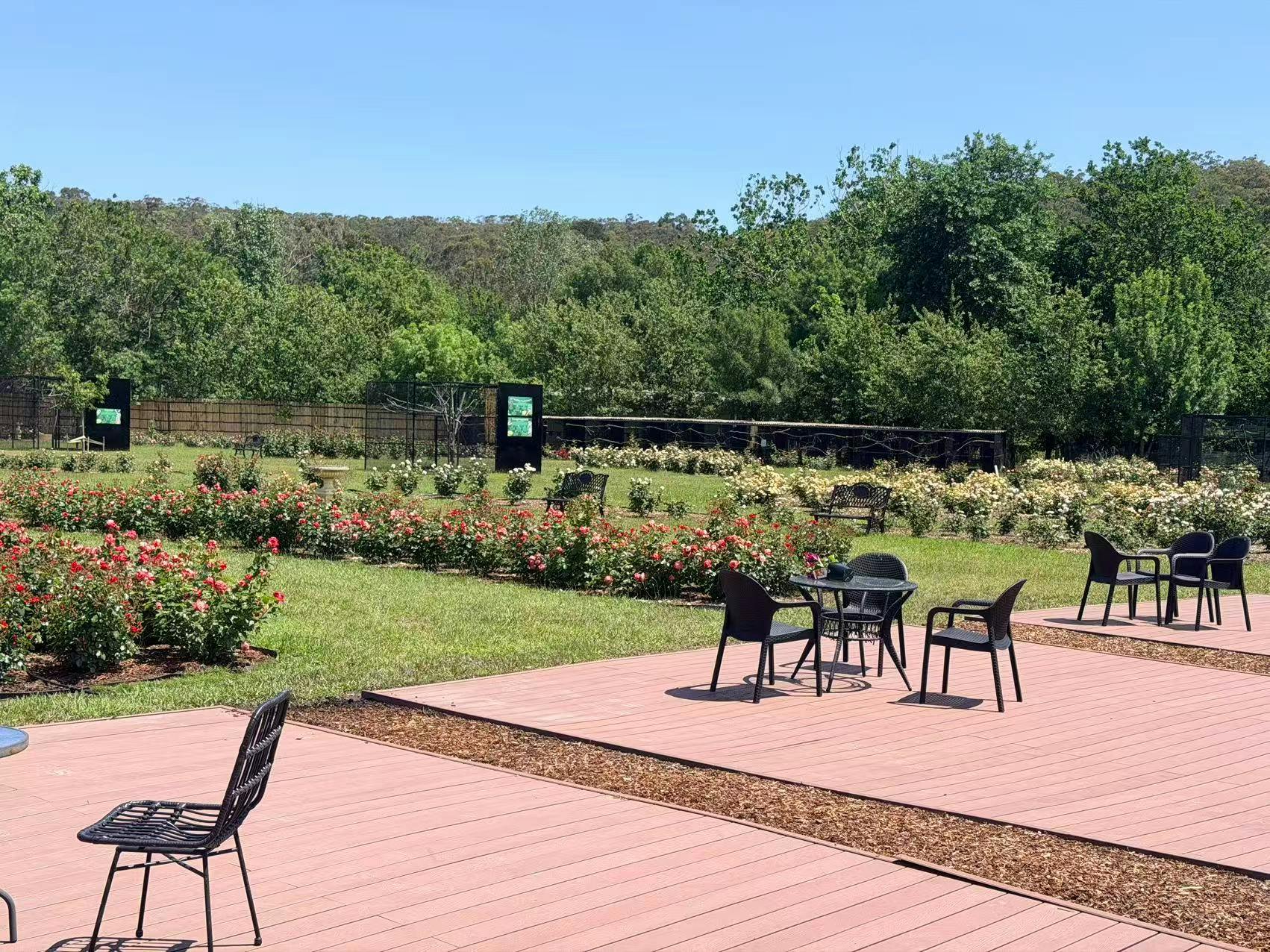 Outdoor cafe seating amongst the roses