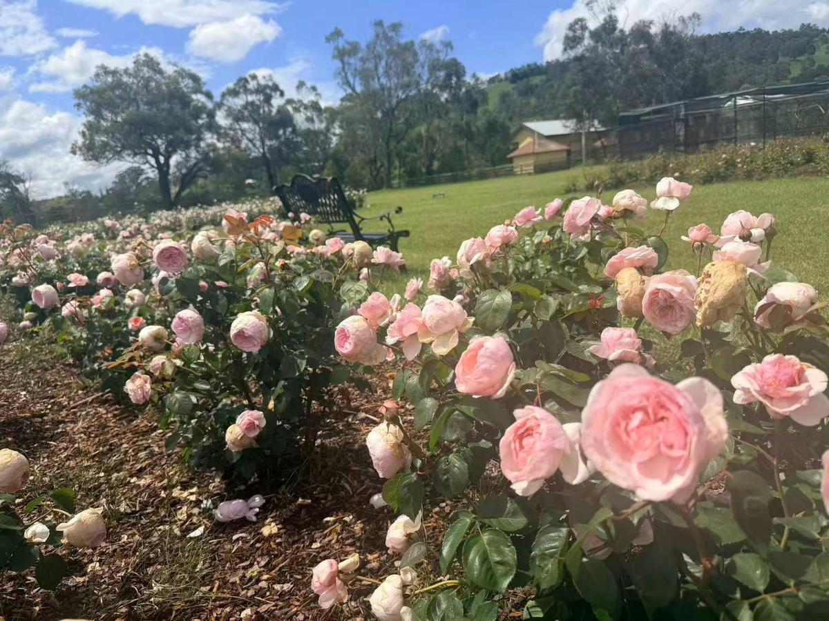 roses