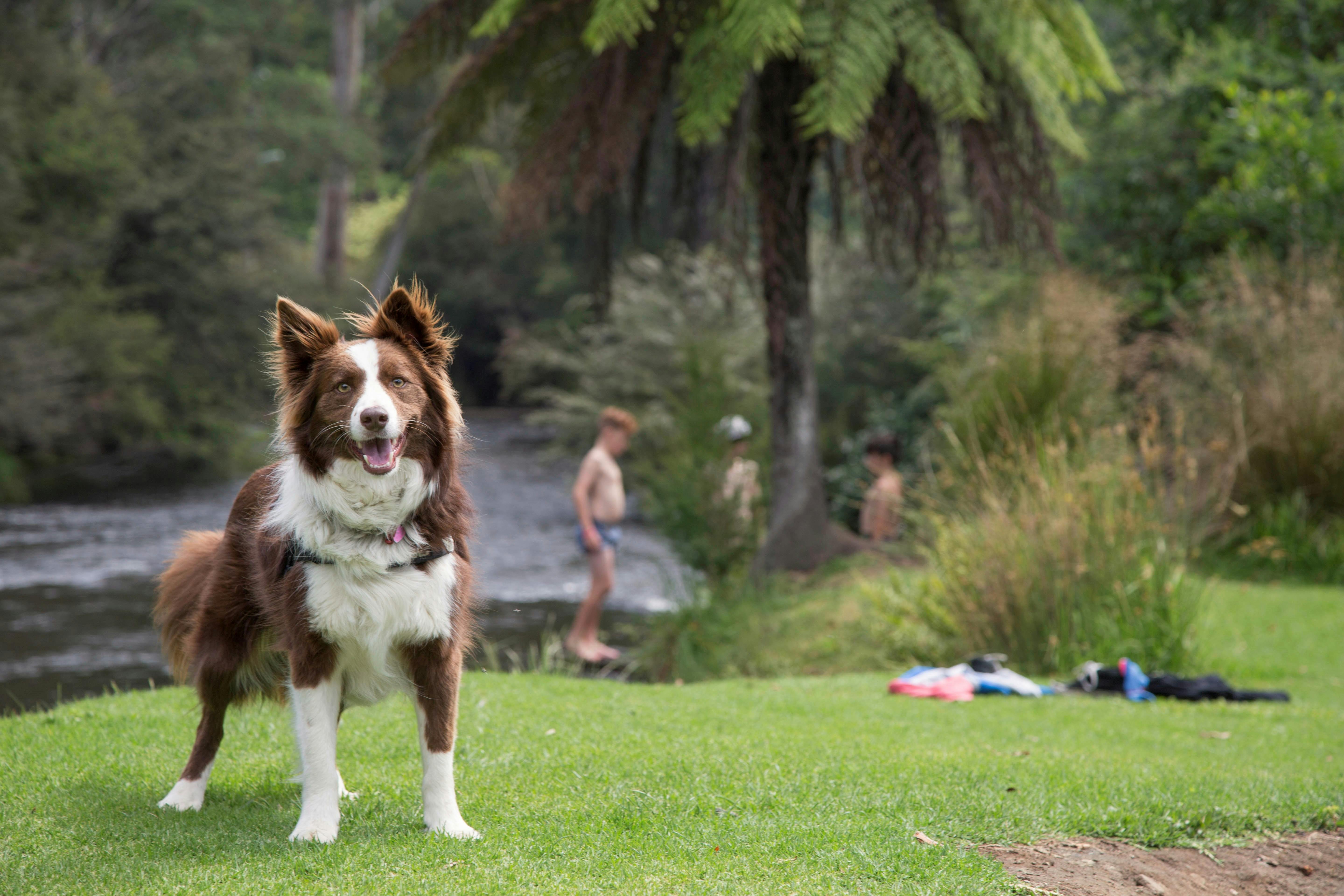 We are a pet friendly holiday park, bring the furry members of the family on a holiday too!