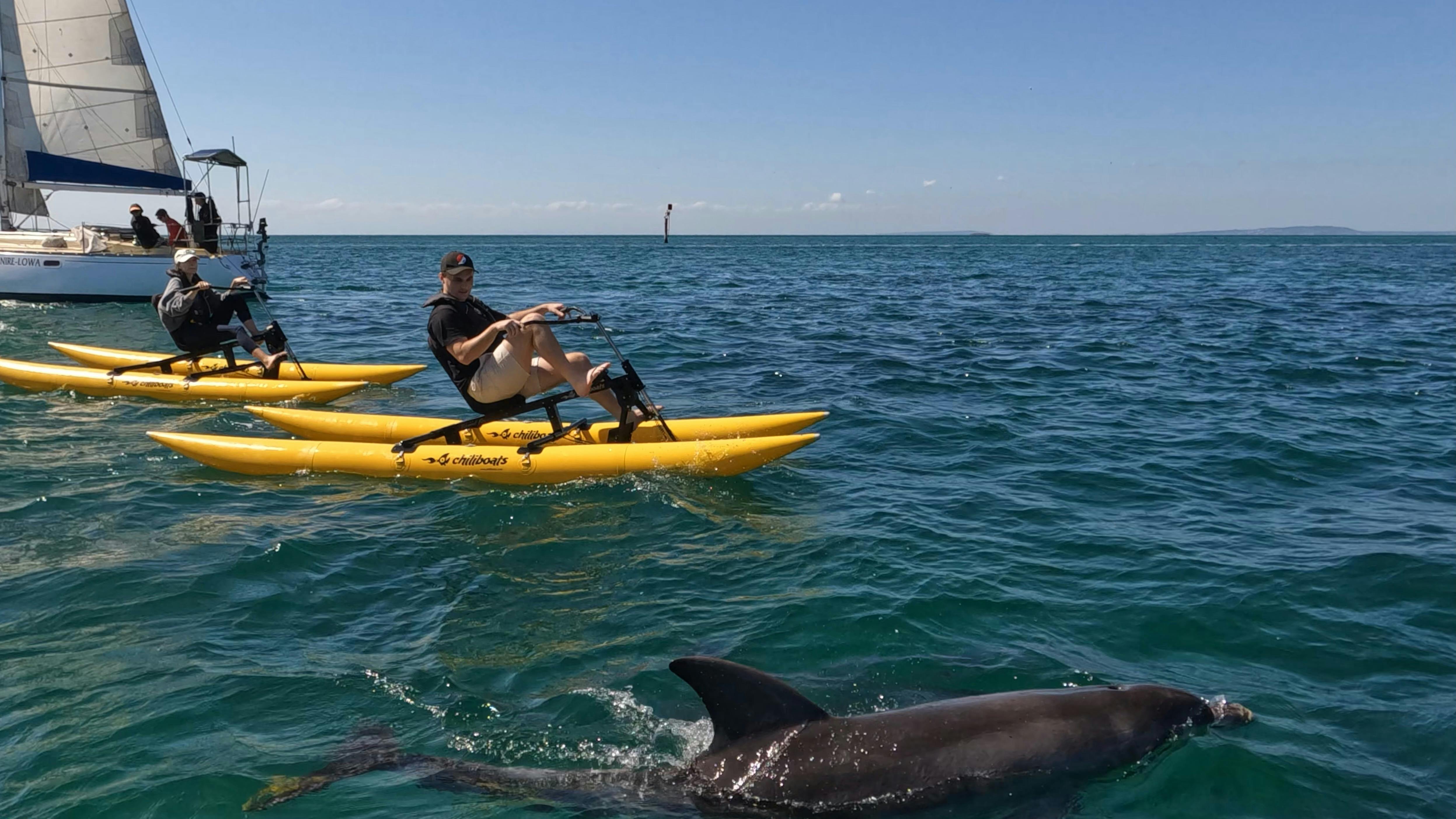 Waterbikes Australia Dolphin Encounter Mornington Peninsula
