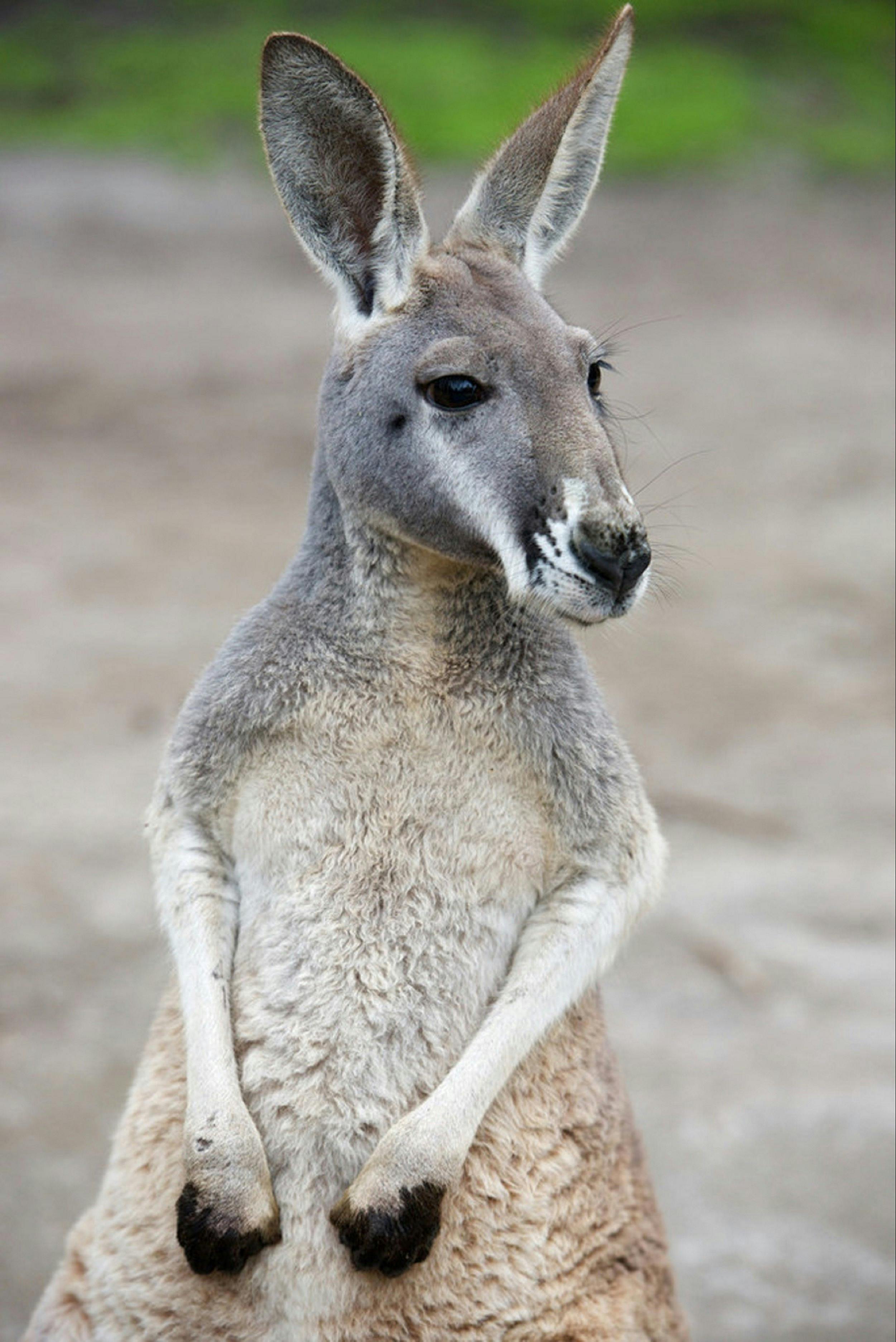 Wominjeka - Indigenous Cultural Experiences with Murrundindi