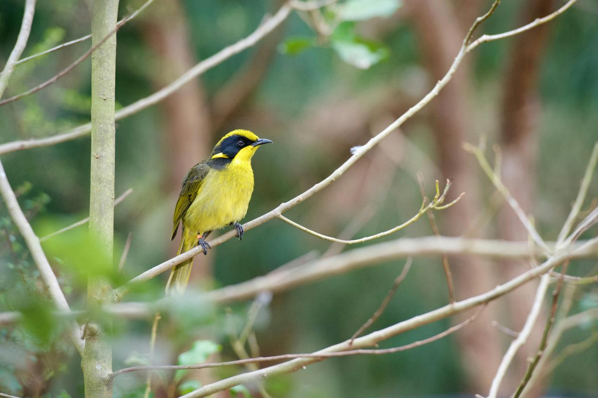 Healesville Sanctuary