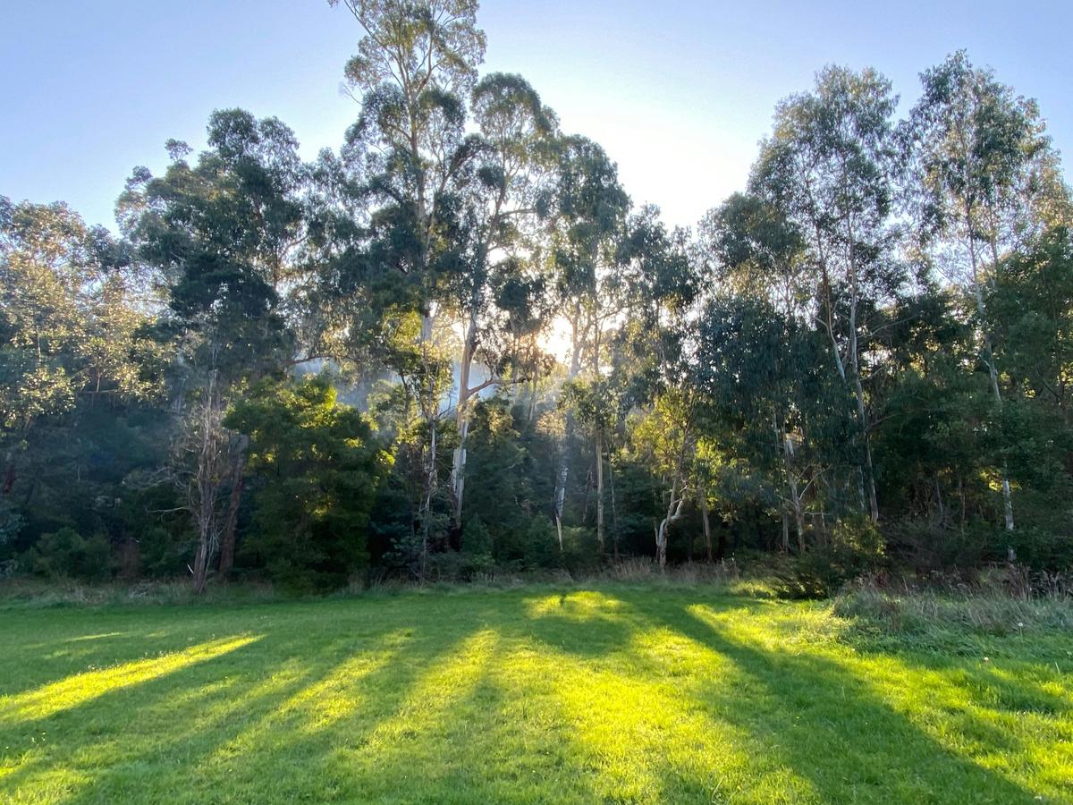 Sunlight through forest
