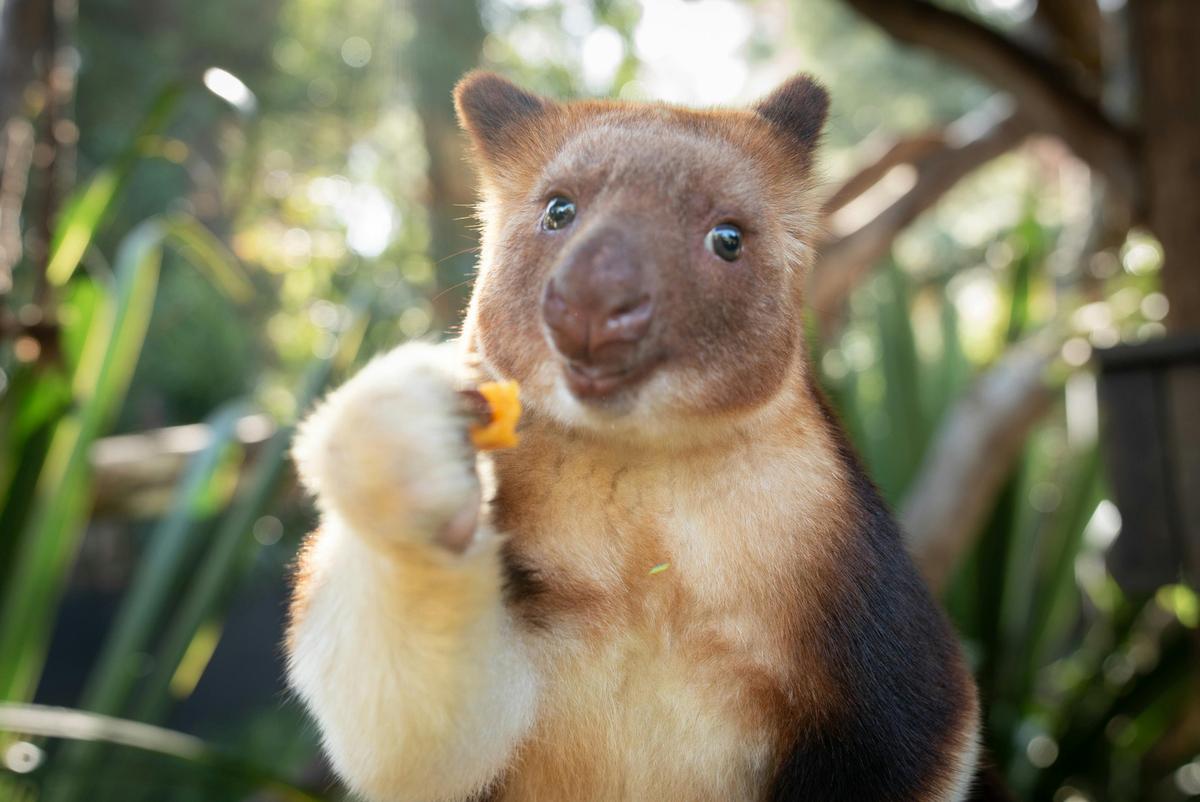 Healesville Sanctuary