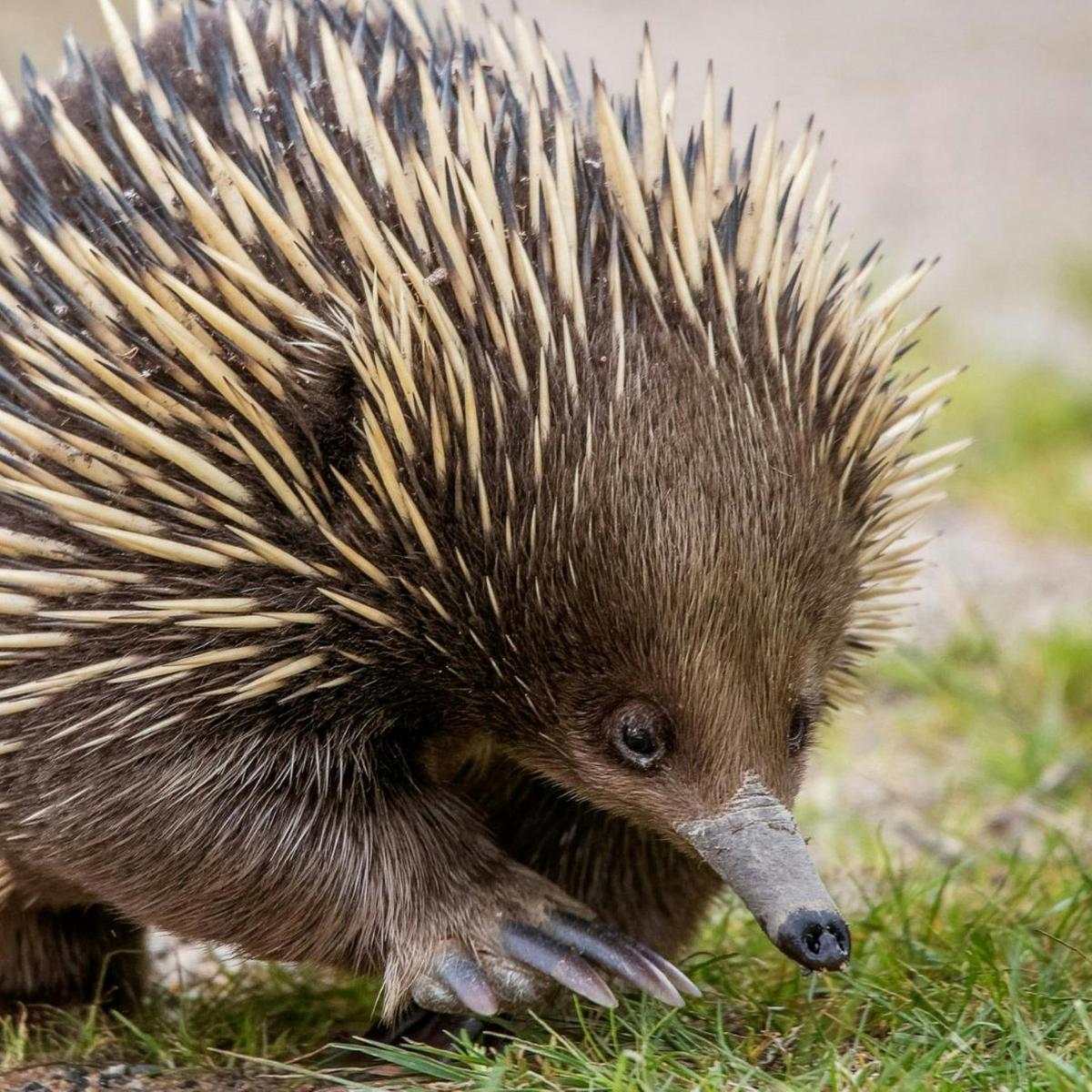 Healesville Sanctuary