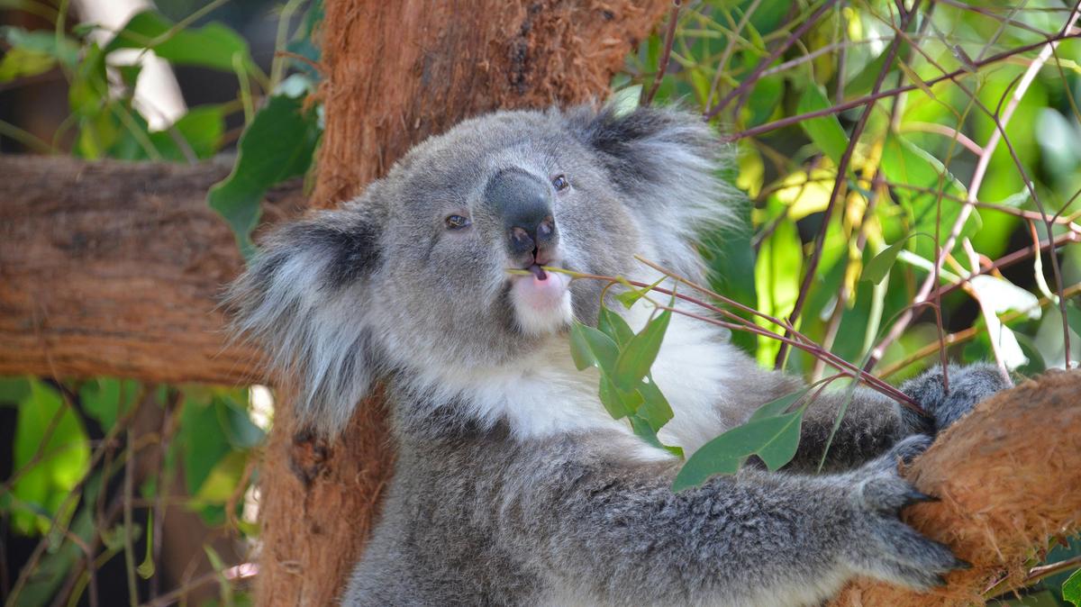 Yarra Valley Manna Gum Tours - Private Wildlife and Nature Tours