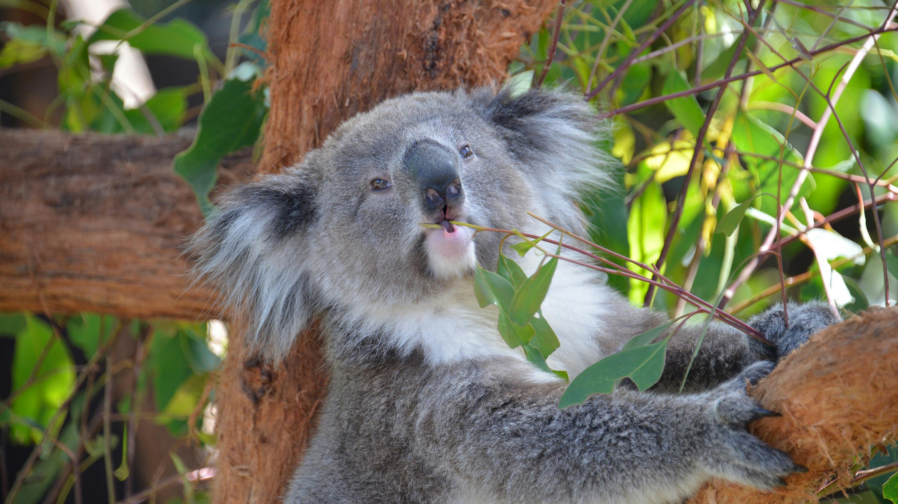 Koala eating gum leaves
