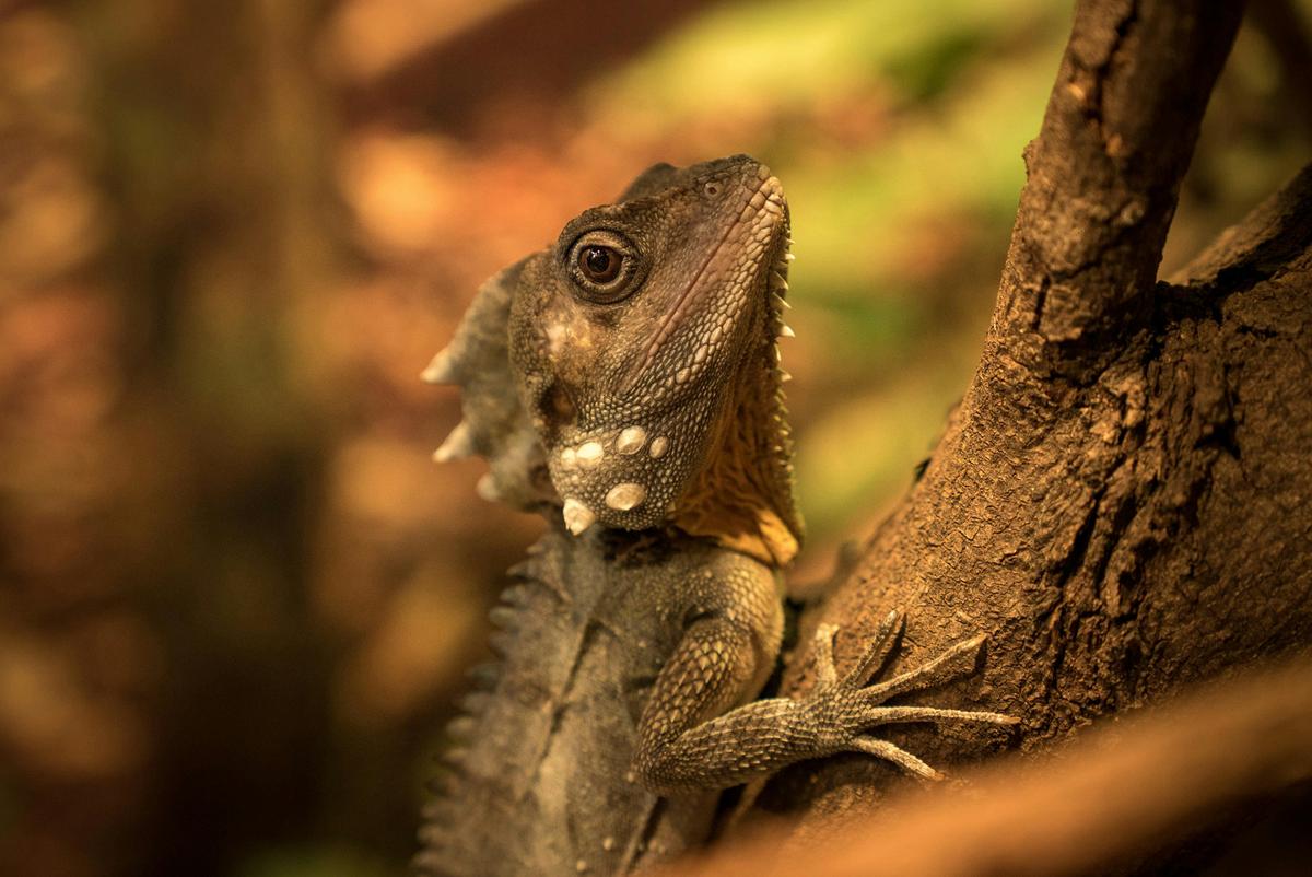 Healesville Sanctuary