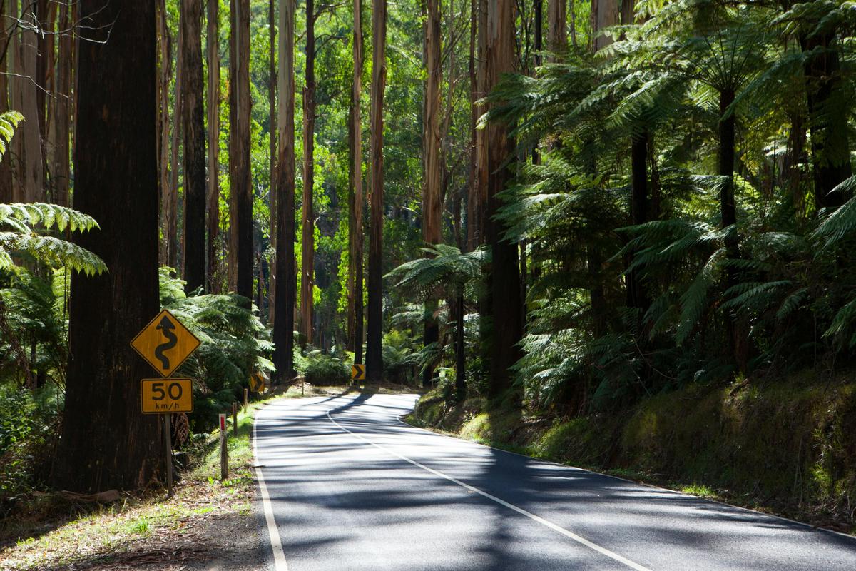 Yarra Valley Manna Gum Tours - Private Wildlife and Nature Tours