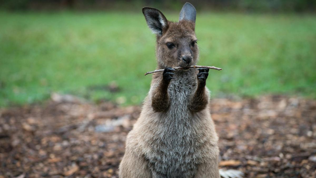 Healesville Sanctuary