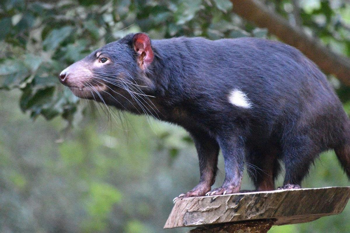 Tasmania Devil