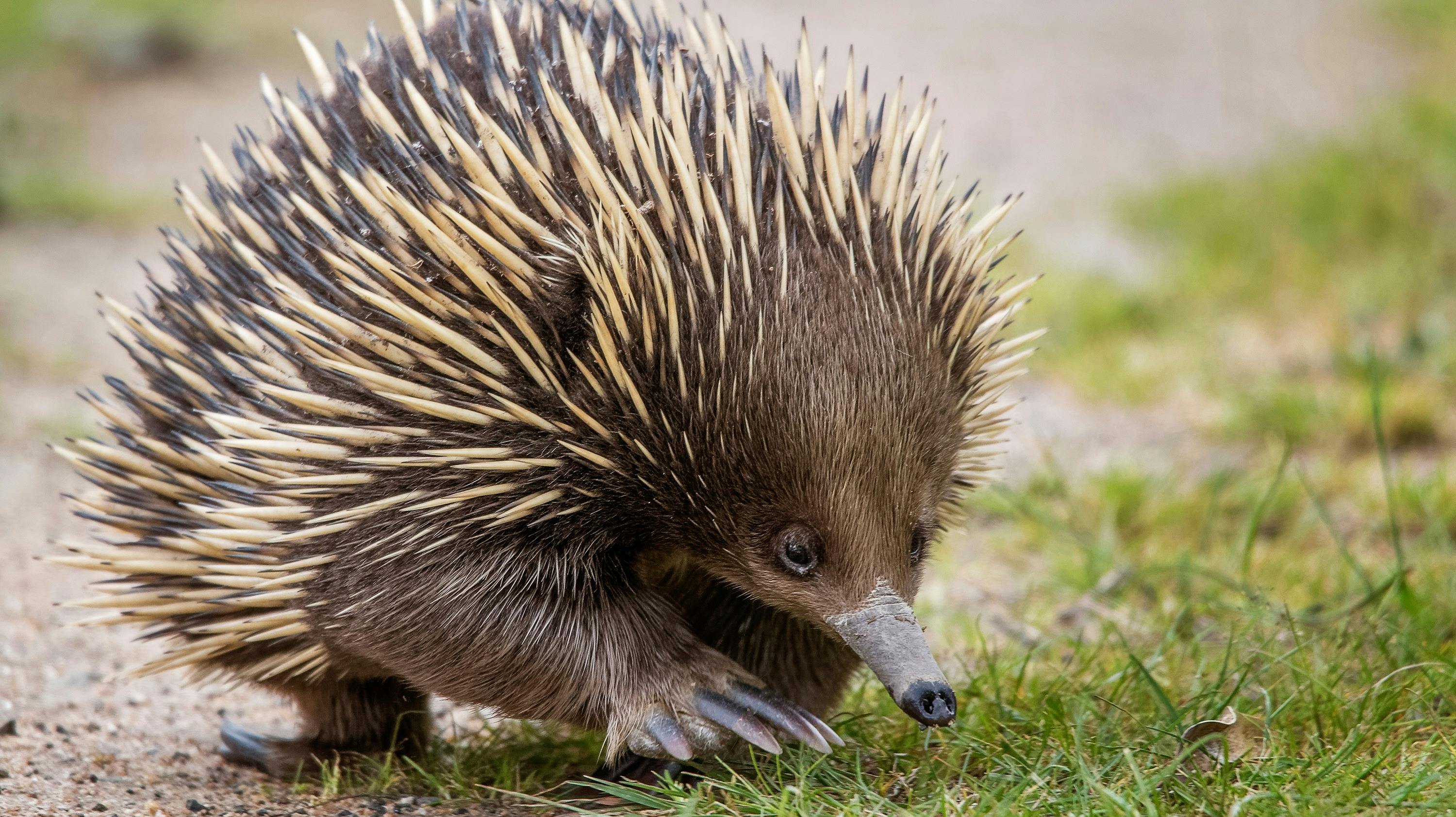 Echidna