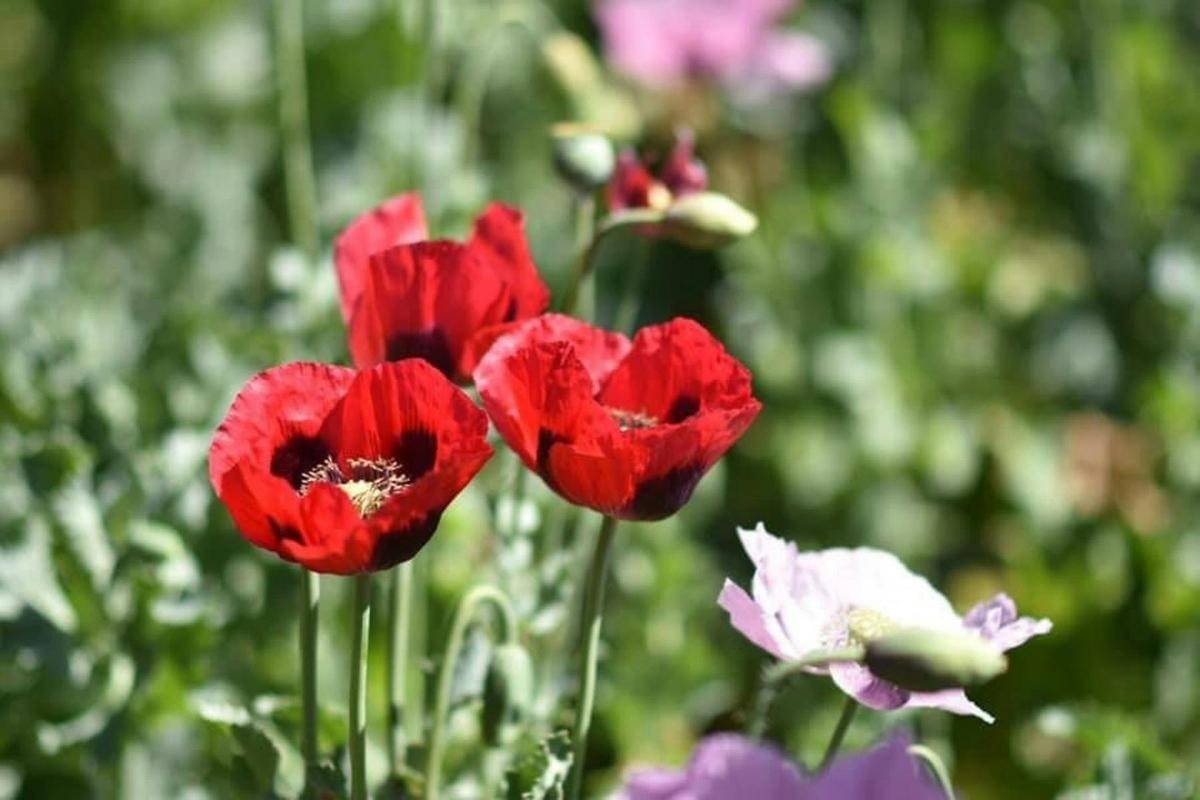Poppies