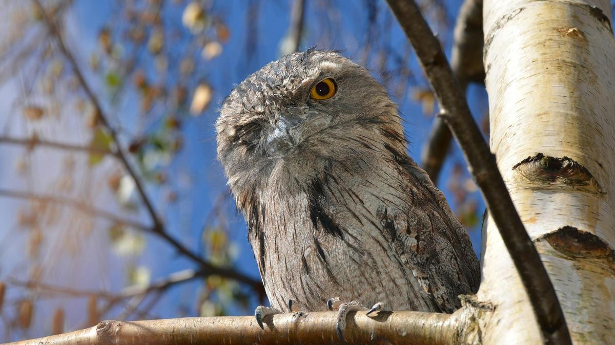Yarra Valley Manna Gum Tours - Private Wildlife and Nature Tours