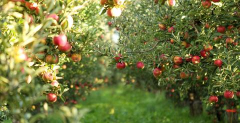 Rayners Orchard
