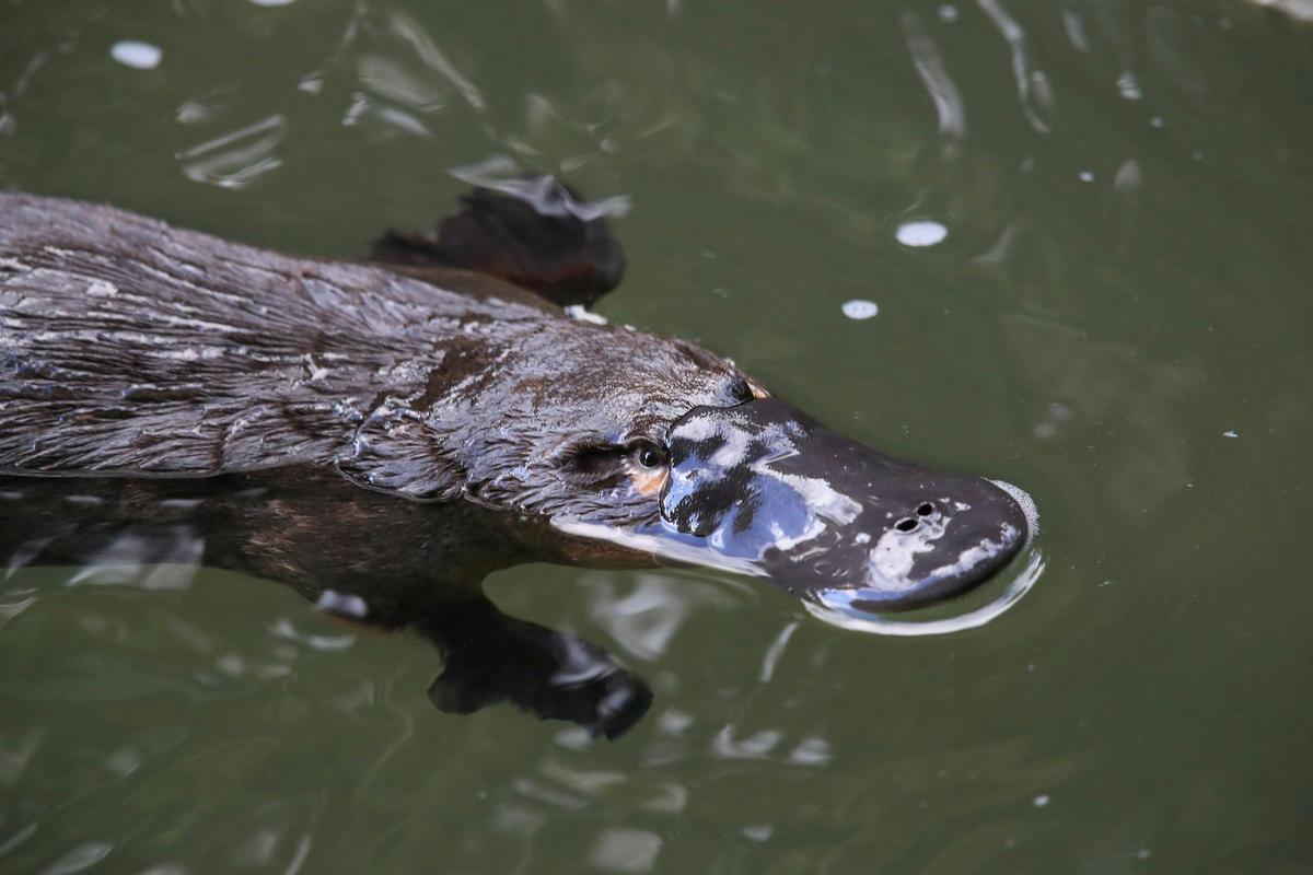 Platypus in river