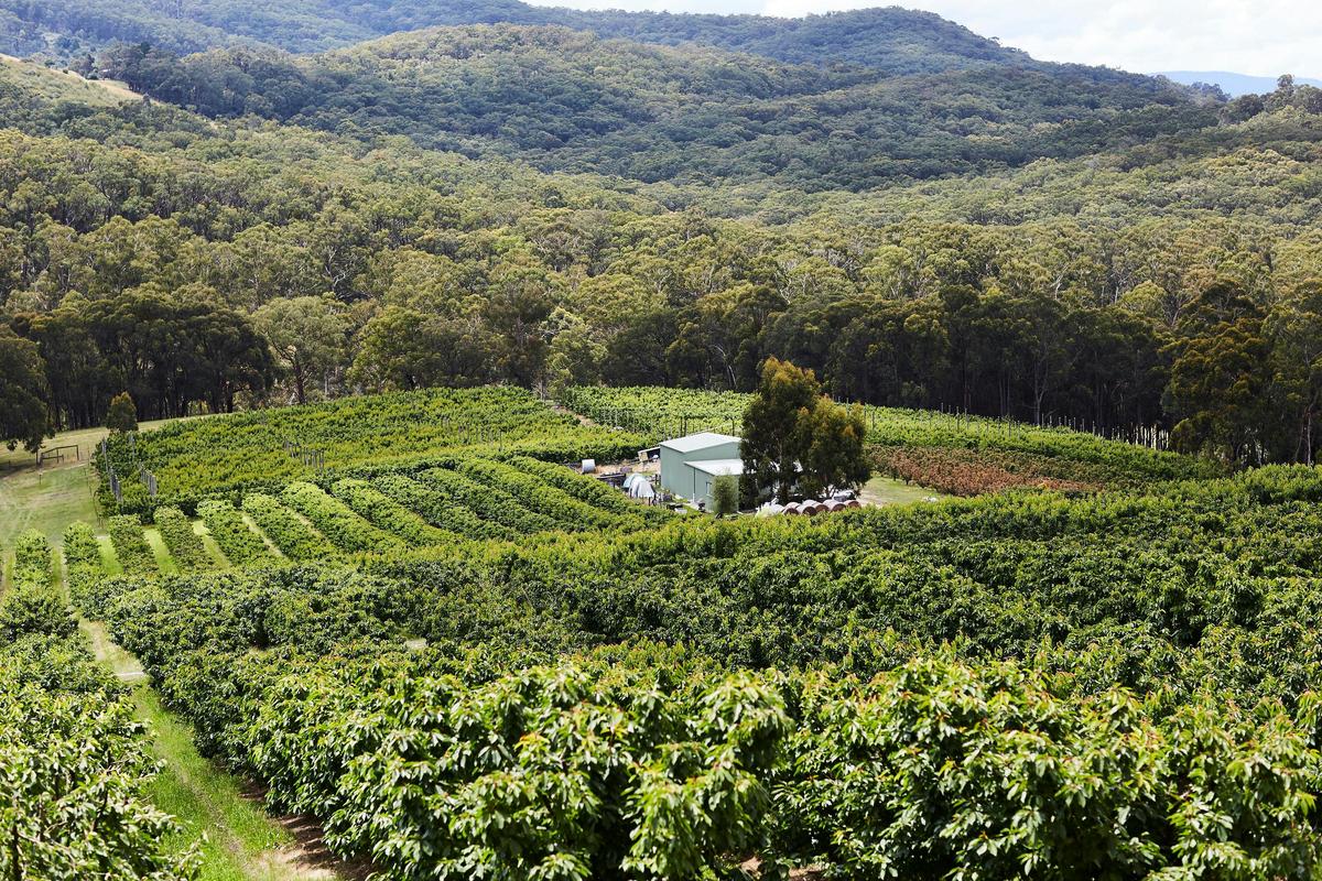 Yarra Valley Cherries Orchard