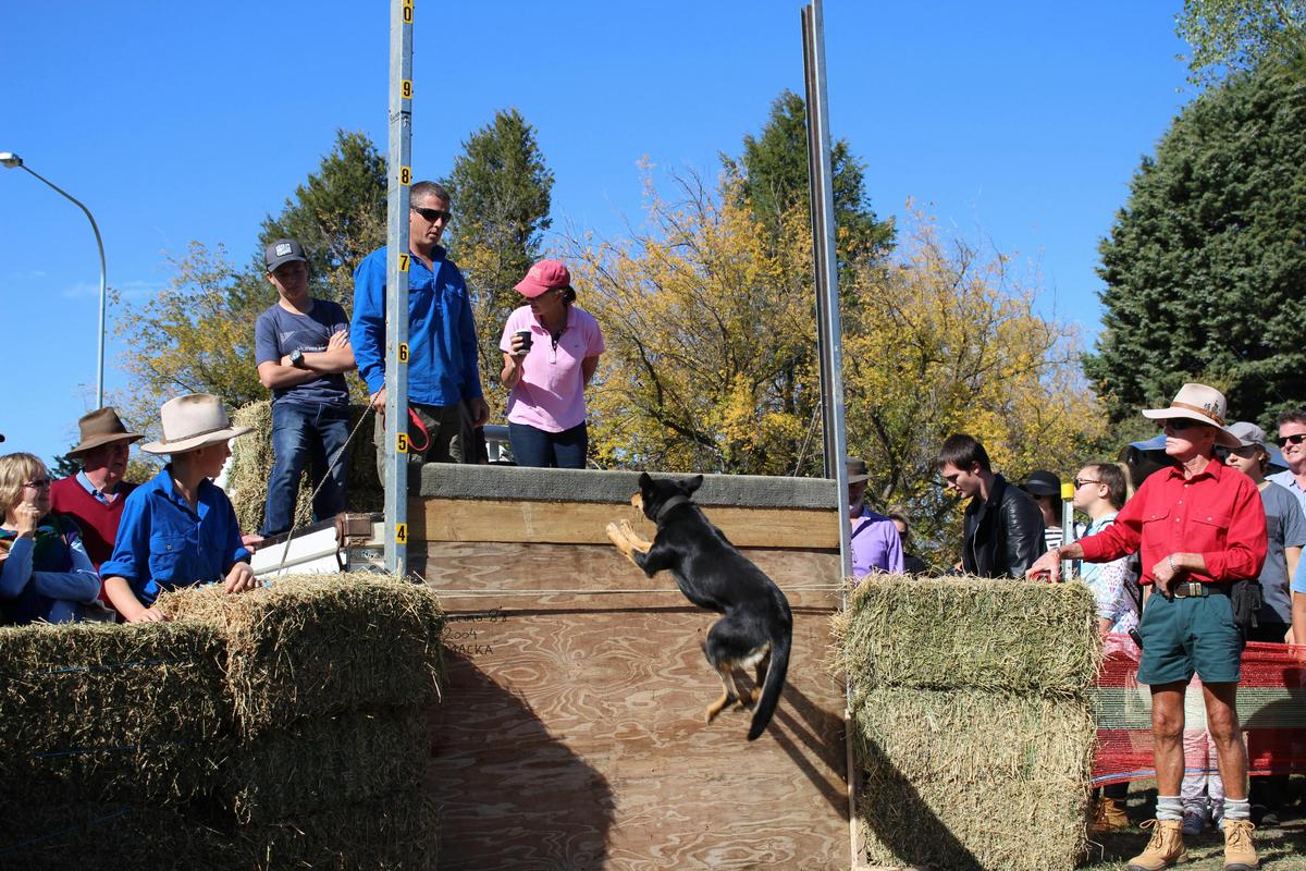 Dog high jump