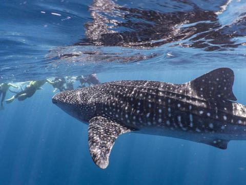 Snorkelling with whale sharks at Ningaloo Reef