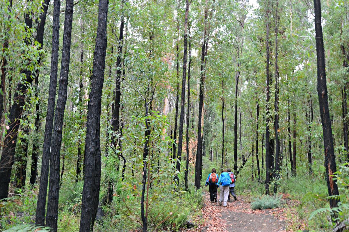 Walkers on the Bibbulmun Track