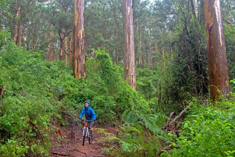 Cycling the Munda Biddi cycle trail in Western Australia