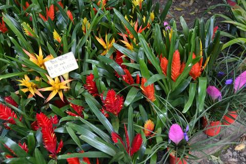 Bellingen Autumn Plant Fair