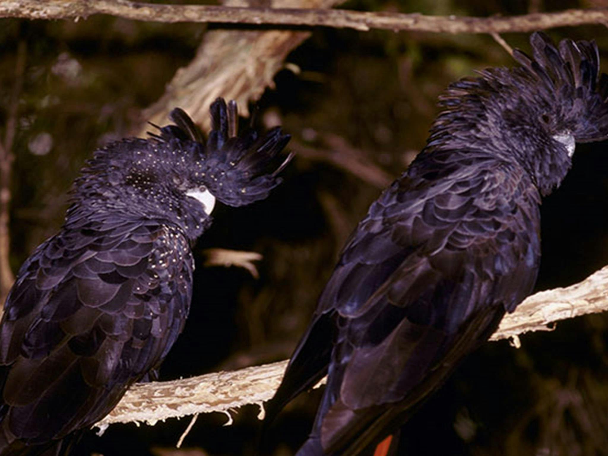 2 black cockatoos in a tree. Photo: Ken Stepnell &copy; OEH