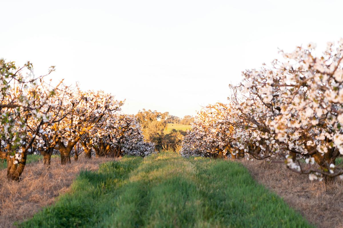 Blossom stone fruit orchard