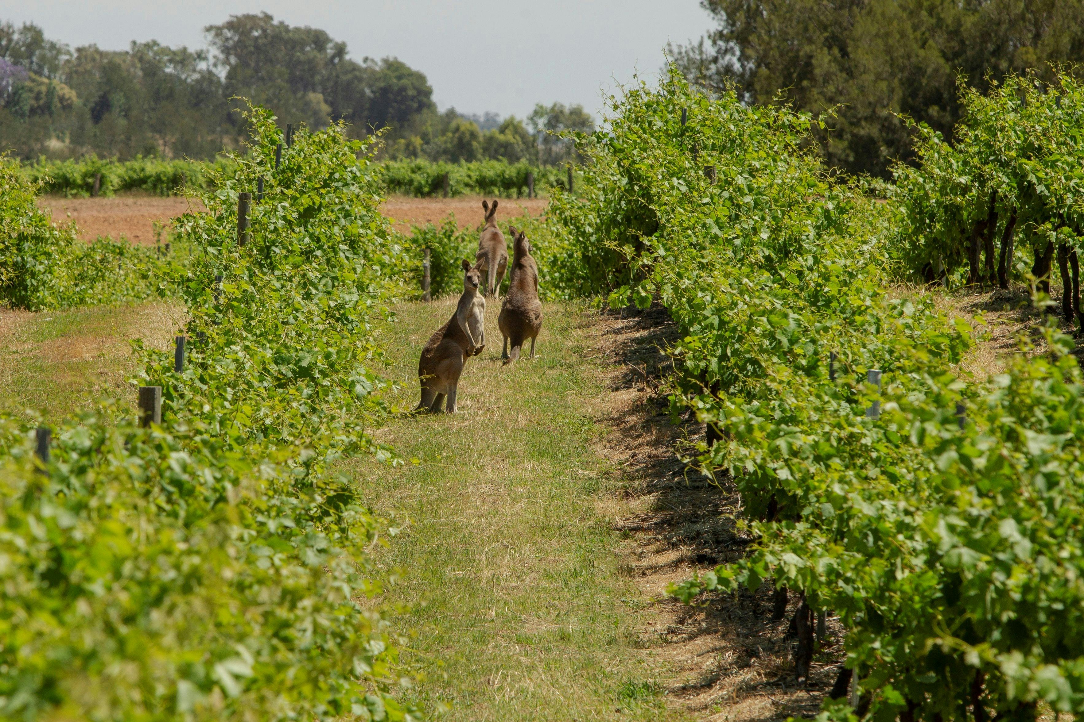 Vineyard with kangaroos