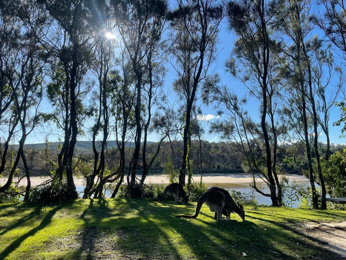 Kangaroos at Lake Arragan