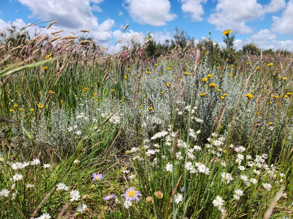 Wild Flowers Kosciuszko National Park