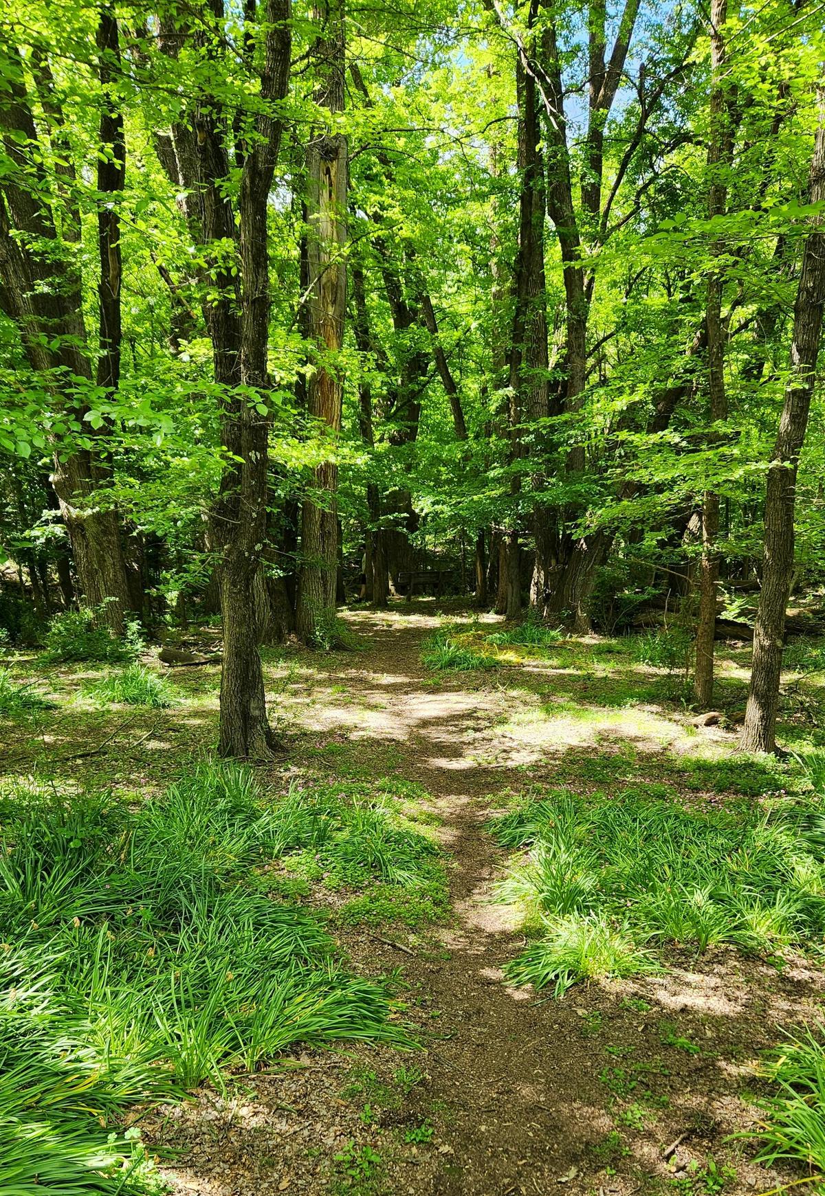 Sherwood Forest's