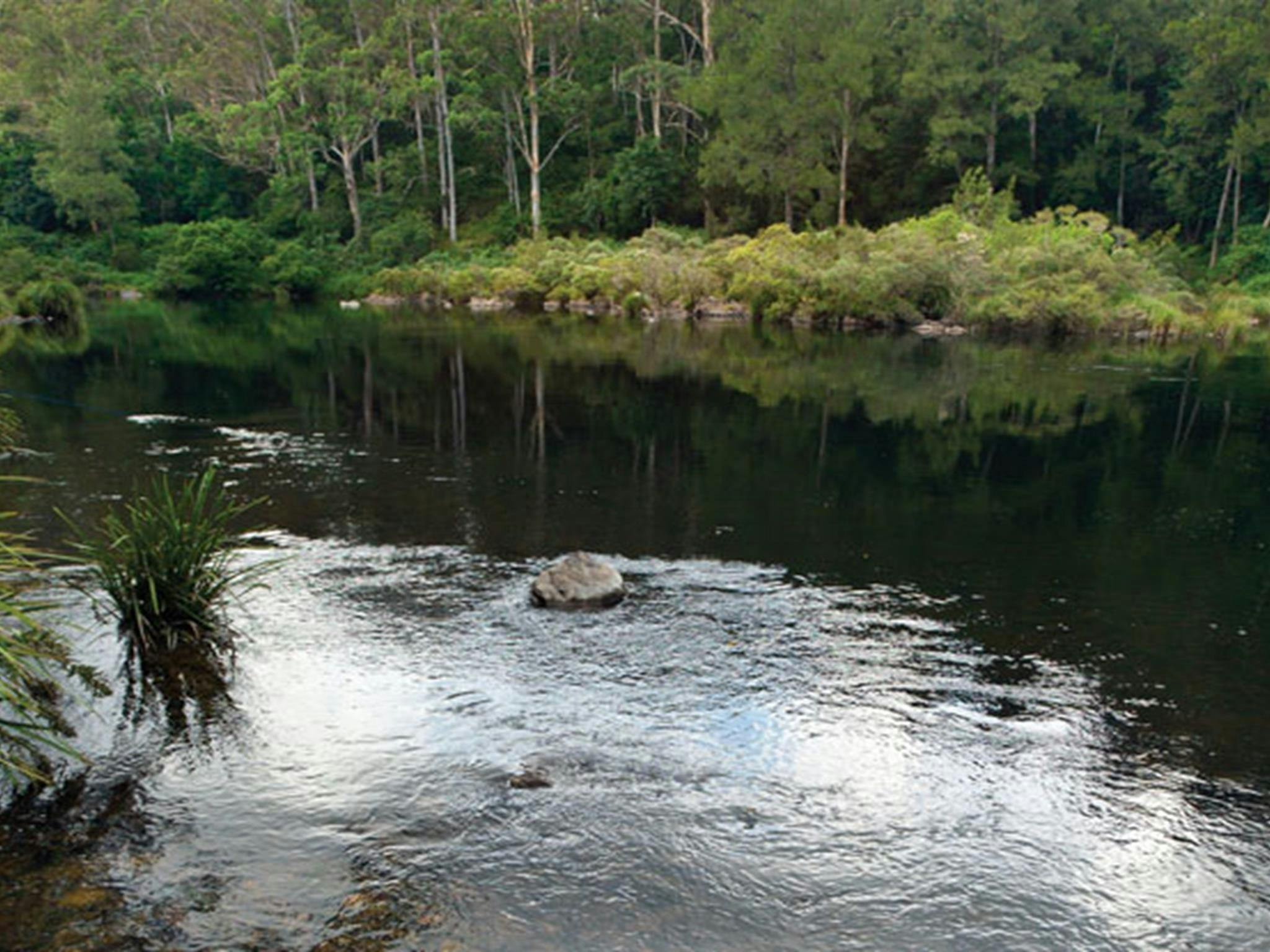 Cod Hole campground and picnic area, Nymboi-Binderay National Park. Photo: Rob Cleary/NSW Government