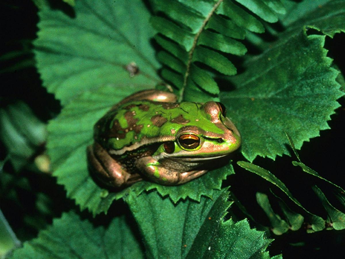 A close up of a green and golden bell frog on a leaf. Credit: Stuart Cohen &copy; DCCEEW