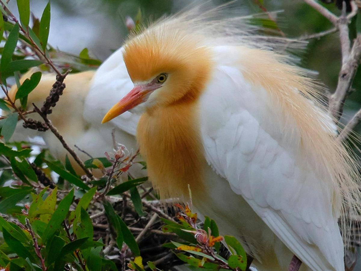 A close up of 2 cattle egrets on a branch in Hunter Wetlands National Park. Credit: David
