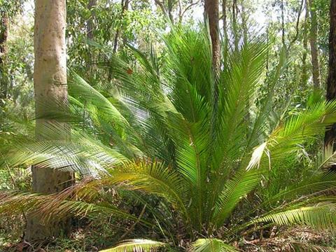 Macrozamia, Dalmorton Campground, Guy Fawkes River State Conservation Area. Photo: S Leathers/NSW