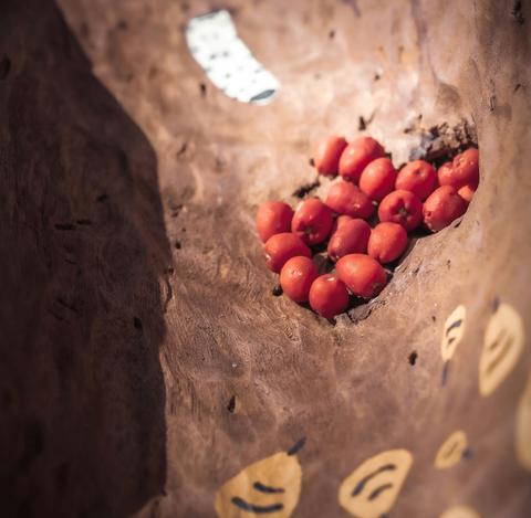 Firescreek Botanical Winery Aboriginal Experiences