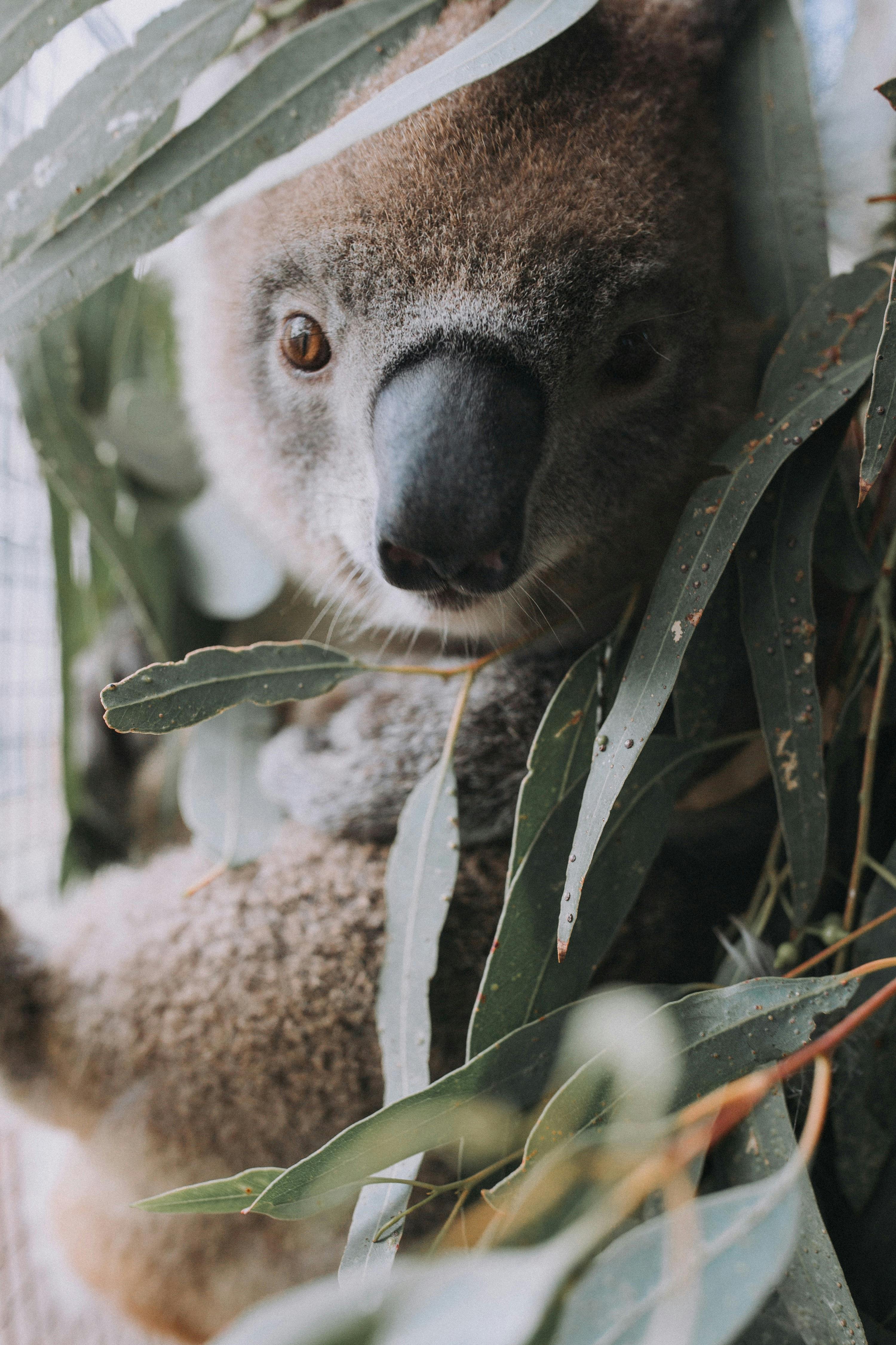 Koala nose poking out from tree