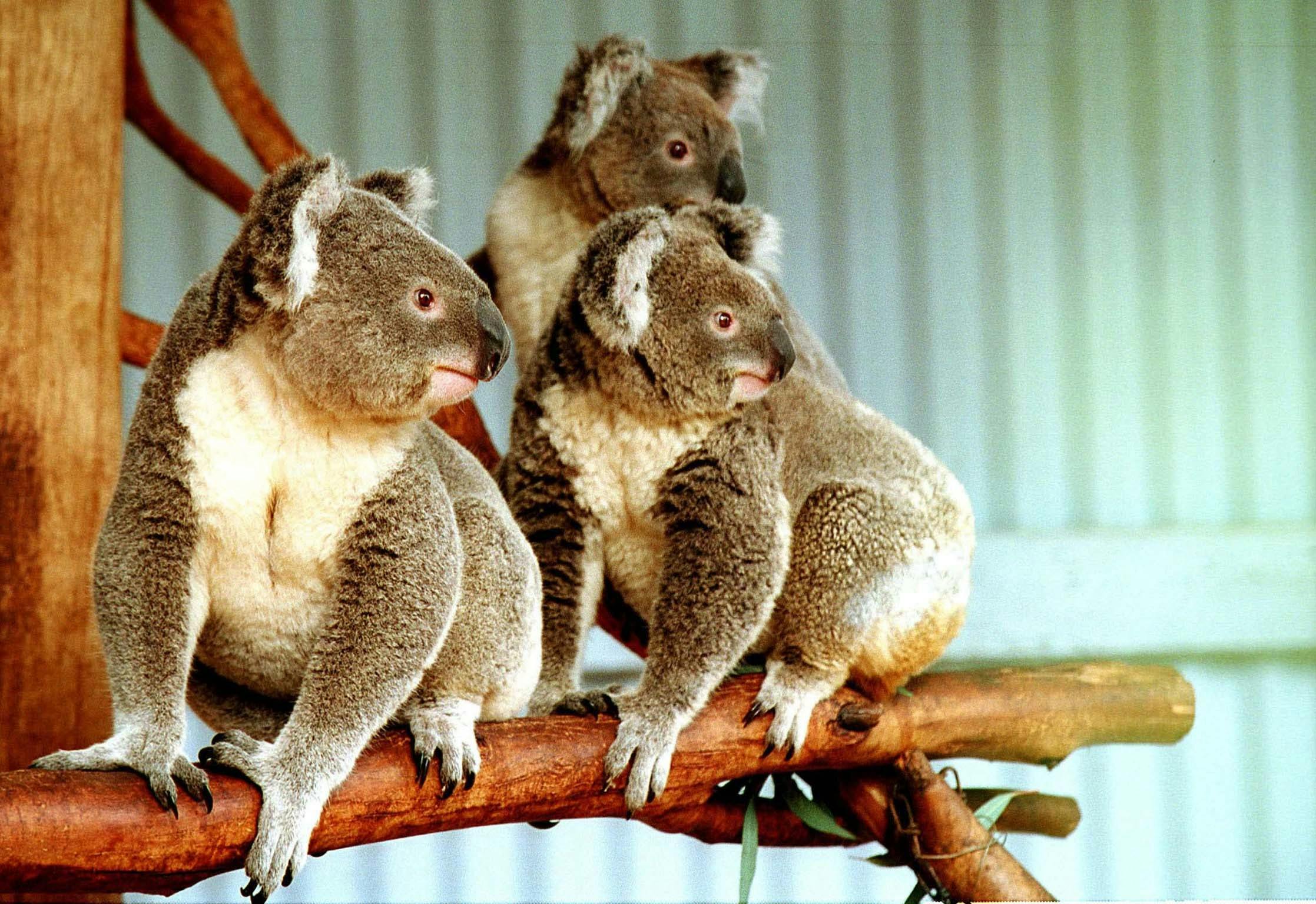 Koala Family