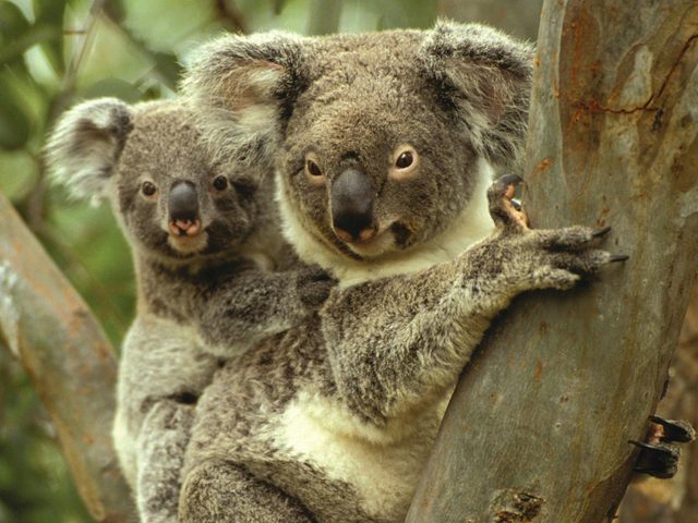Koalas in Gunnedah