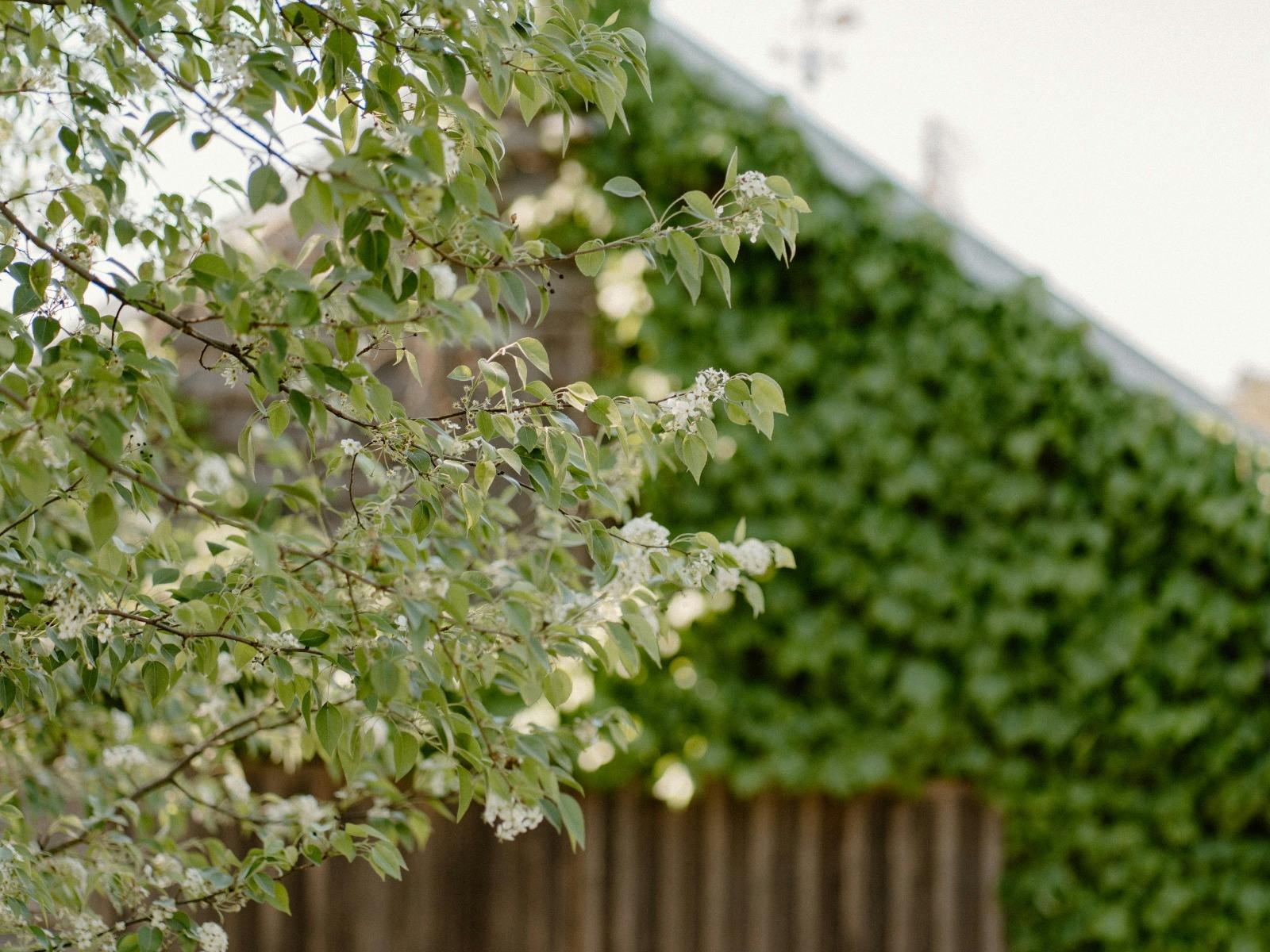 Curraweena House barn covered in ivy