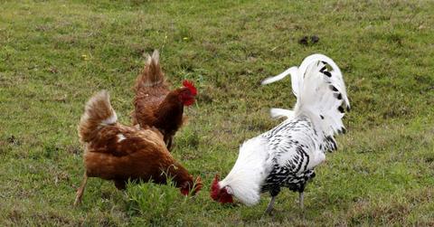 Goulburn Poultry Fanciers'  Society - Annual Show
